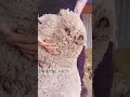 How Wool Is Harvested From Sheep Shearing Process Youtubeshorts Facts Animals Shorts