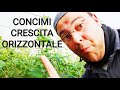 Concimare Piante di Pomodoro nella gestione Crescita Orizzontale o Obliqua