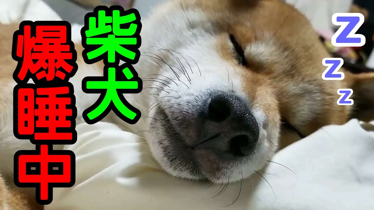 究極の癒し効果 柴犬の寝顔をひたすら眺める動画に癒される いぬのきもちweb Magazine