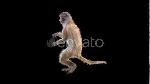 Monkey Dance HD | Motion Graphics - Envato elements