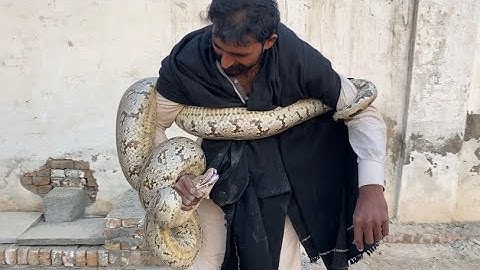  “Unexpected Giant Snake in Our Village! Indian  Rock Python Rescue & Release”