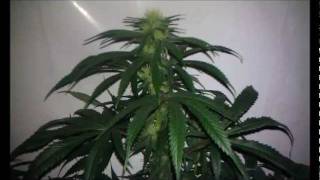 400W CLOSET SCROG UPDATE DAY 27 & 29
