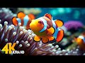 Aquarium 4k ultra  beautiful coral reef fish  relaxing sleep meditation music 104