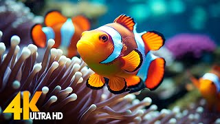 Aquarium 4K VIDEO (ULTRA HD) 🐠 Beautiful Coral Reef Fish - Relaxing Sleep Meditation Music #104