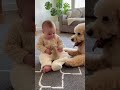 プードルが赤ちゃんの膝に子犬をそっと置く瞬間…尊さが限界突破 😭🐶👶 #赤ちゃん #プードル #子犬 #かわいい #癒し #尊い #犬動画 #バズる #赤ちゃんと犬 #癒し系 #子犬の日常 #ほっこり