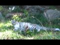 Baby snow leopard pounces mom
