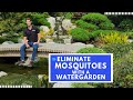 Prevent Mosquitoes in your yard with a Goldfish Pond or Water Garden Containers? Amy & Matt Explain!