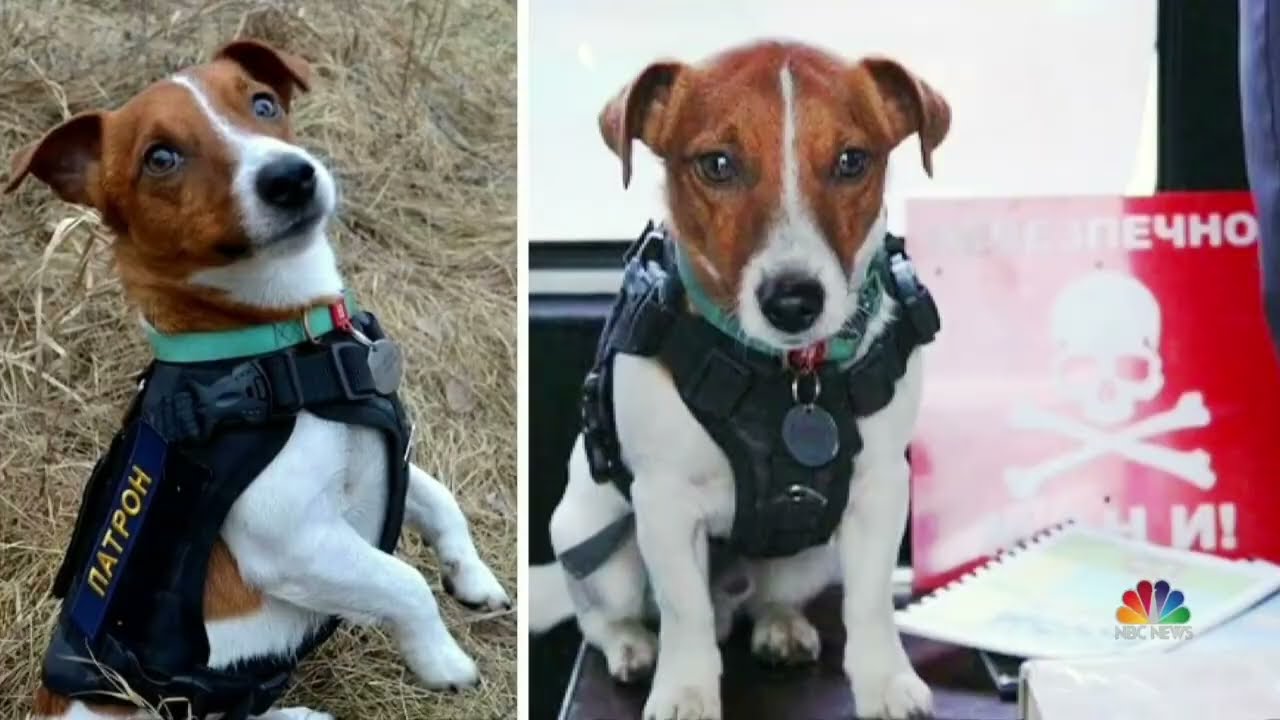 Patron, a War Hero in Ukraine 2022