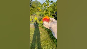 Peach Tree Taste Test Pt7, Florida King Peach #offgrid #garden #fruit #fruittree #citrus #harvest