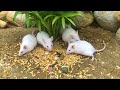 Cute mice are eating