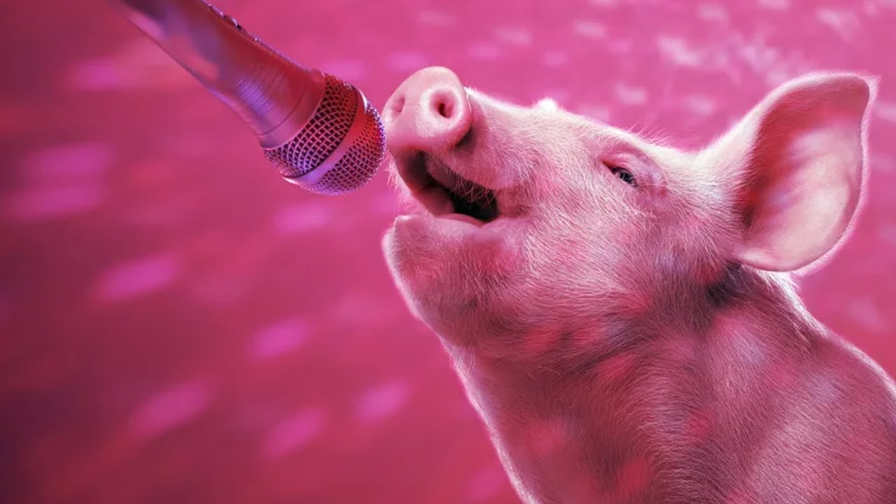 Свиньи кричащие. Свинья с микрофоном. Свинья поет. Поросенок с микрофоном.