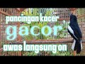 pancingan Kacer gacor cocok buat pancingan Kacer yg malas bunyi