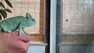 Full Chameleon sniping a fat juicy fly Guide