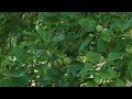 Insta360 Luna Ultra Zoom X6 I-Log Lut Rec709