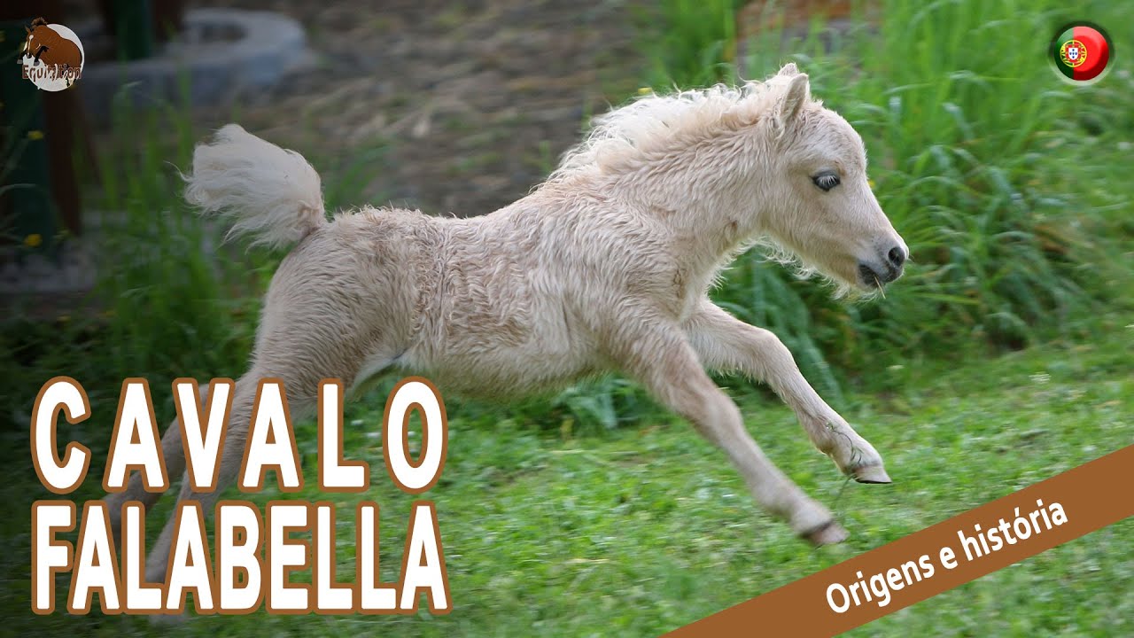 Preços baixos em Cavalo em Miniatura Cavalo frente única headcollars