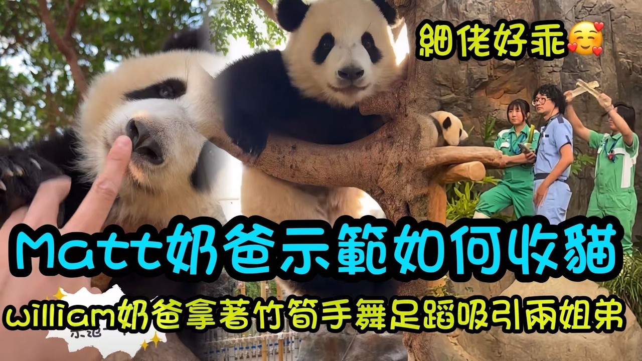 2月26日 Matt奶爸輕聲召喚家姐細佬起床下樹，細佬好聽話，笑瞇瞇下樹來，以及往日奶爸奶媽收貓回顧#香港大熊貓  #大熊貓家姐細佬