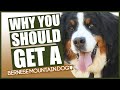 BERNESE MOUNTAIN DOG! 5 Reasons Why YOU SHOULD Get A Bernese Mountain Dog!