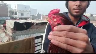 Rare Breed Of India | Old Bloodline Aseel Bird | Very Important Video |