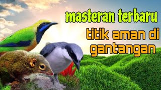 Masteran burung terbaru ❗ cungkok bajing dan jinjing petulak 🔥