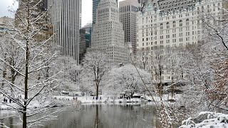 Beautiful Winter Birds in Central Park by quote_nature 187 views 2 months ago 4 minutes, 1 second