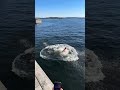 you won't believe this artist