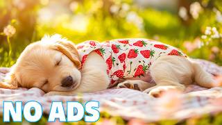12 Hours Of Peaceful Music For Dogs 🌊Warm Soft Music For Dogs 🐕Brings A Gentle Atmosphere For Dogs screenshot 4