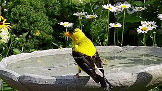 Birds Enjoying Birdbath Splashing Drinking and Playing In My Garden #birdbath #bird #nature #cattv by Life Home and Garden with Ana Rica 263 views 8 months ago 8 minutes, 5 seconds