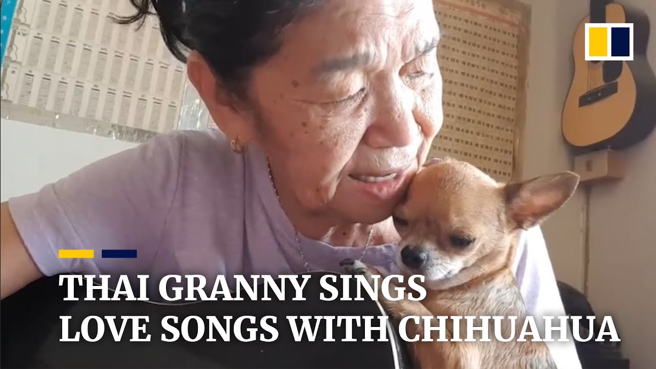 chihuahua song youtube