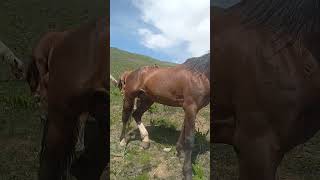 Welcome, like and subscribe to my channel#usa#america#horse#upsc#shorts#drawing#horse#edit #trending