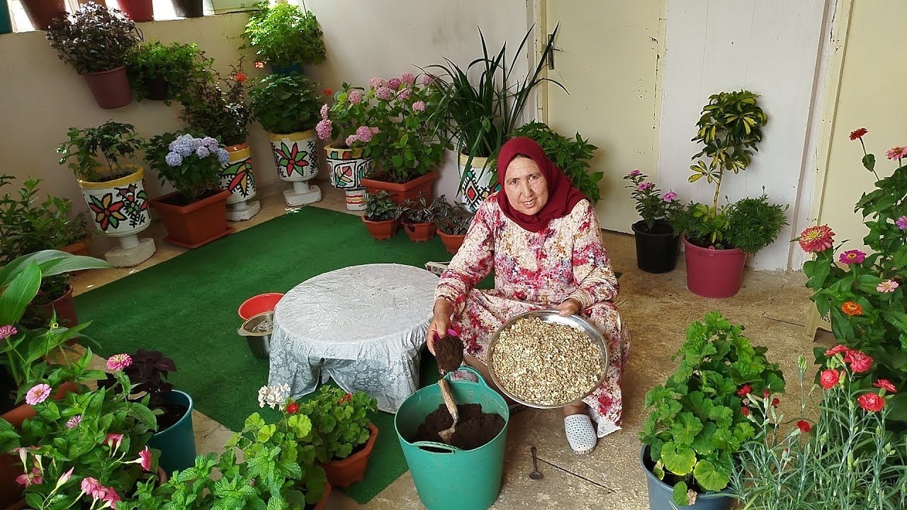 طريقة للتسميد النباتات مختلفة وسهلة للنباتات مصفرة الأوراق حضريه وخليه عندك ديما مع أمي إيطو