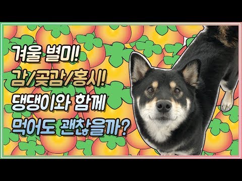 겨울별미! 강아지! 감, 홍시 먹어도 될까요?  | 반해