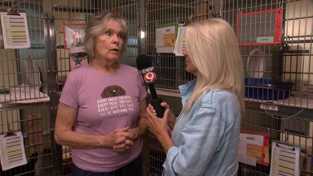 Portage Co. Petsaver: Adult cats