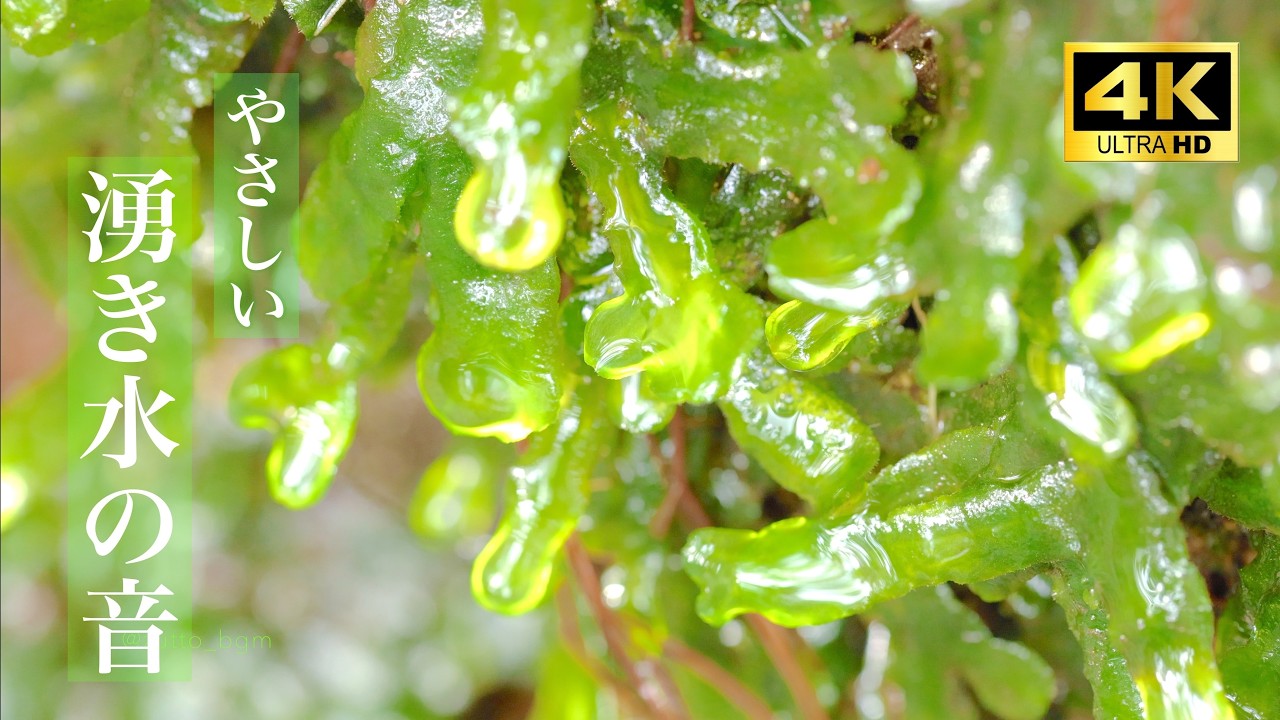 【自然の音と4K映像】湧き水のしずく音 drops of spring water /  relaxing water sounds / nature sounds 癒される水音