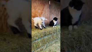 Baby goat and cat #goat #cat