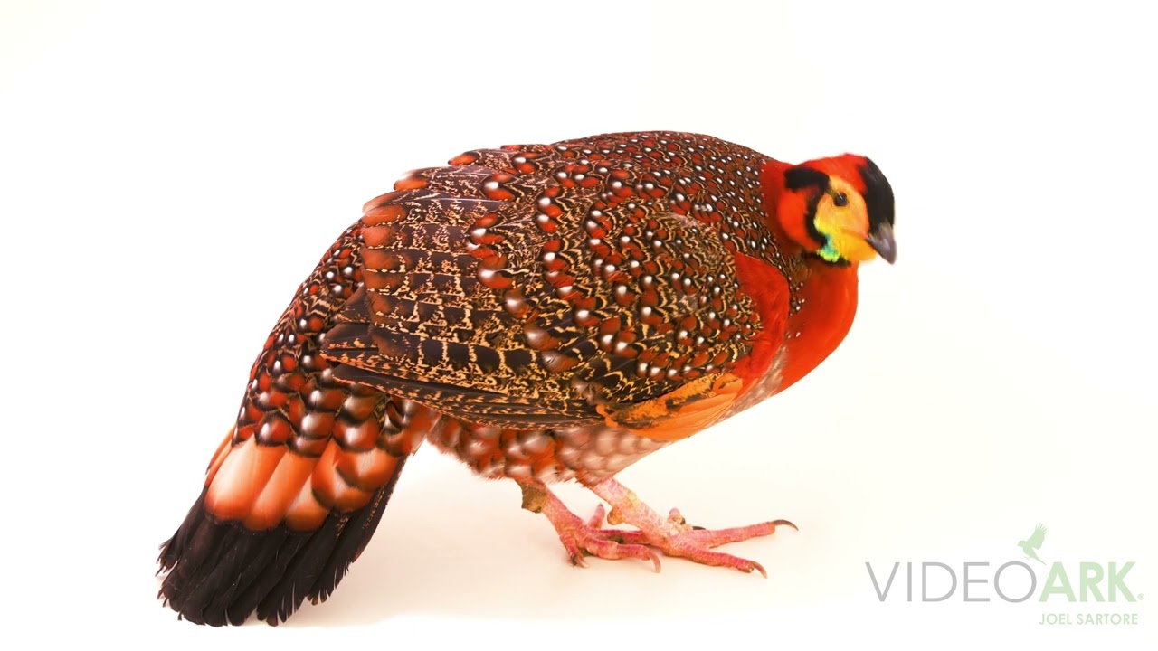 A federally endangered Blyth’s tragopan (Tragopan blythii blythii) at the San Diego Zoo.