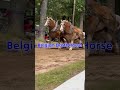 Expensive Horses 😱