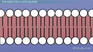 Lipid Bilayer Definition, Structure & Function