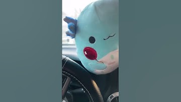 Birthday squish hunt! #birthday #squishmallows #squishtok #squishmallowsquad #squish