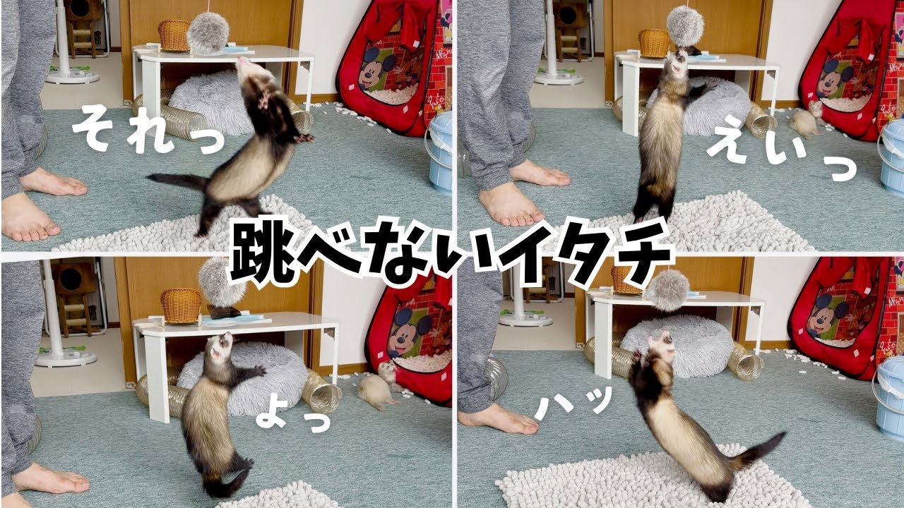 跳べない姿が可愛すぎるフェレット【ferret#1582】 - YouTube