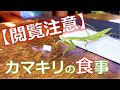 【閲覧注意】カマキリの食事