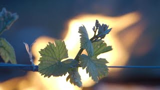 Les vignerons sur le pied de guerre pour préserver les bourgeons des gelées tardives | AFP