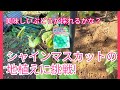 シャインマスカットの地植え!