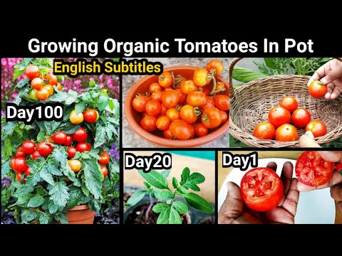 How To Grow Tomatoes From Tomato : 100 Days Updates : Easiest Method