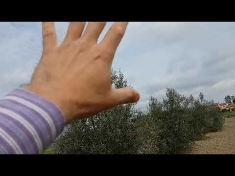 Video: Il legno d'ulivo è duro o morbido?
