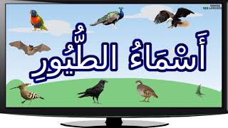 اسماء و انواع الطيور بالصور  مع اصواتها