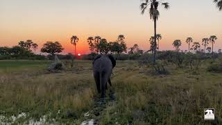 Jabu&#39;s sunset stroll in search of palm nuts | Living With Elephants Foundation | Okavango Delta