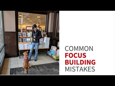 Does your service dog in training struggle to focus around distractions ...