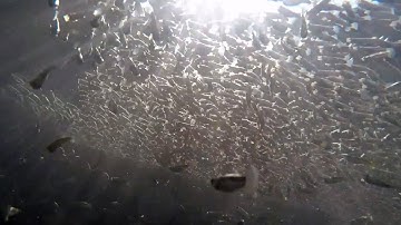 Fish waves as emergent collective antipredator behavior of sulfur mollies