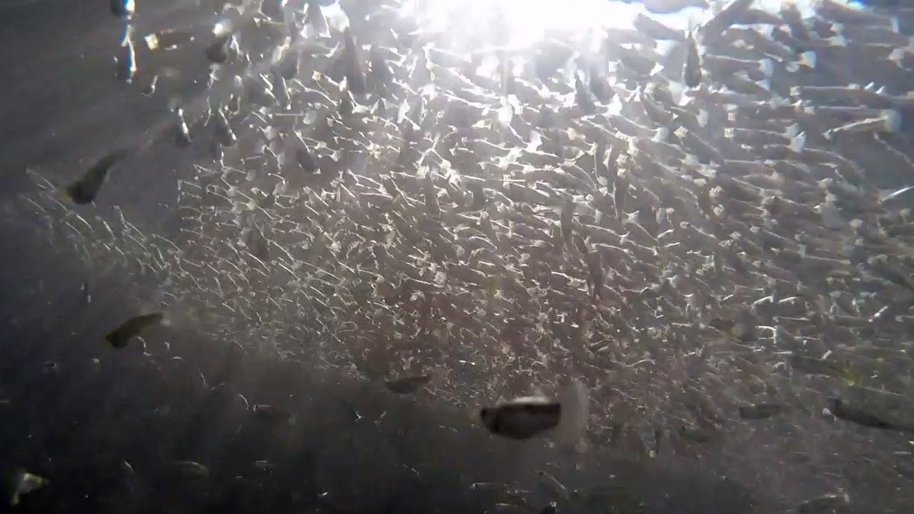 Fish waves as emergent collective antipredator behavior of sulfur ...