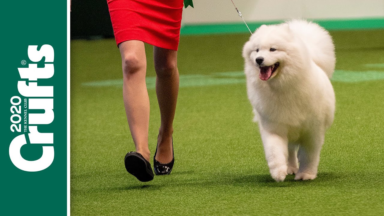 the crufts